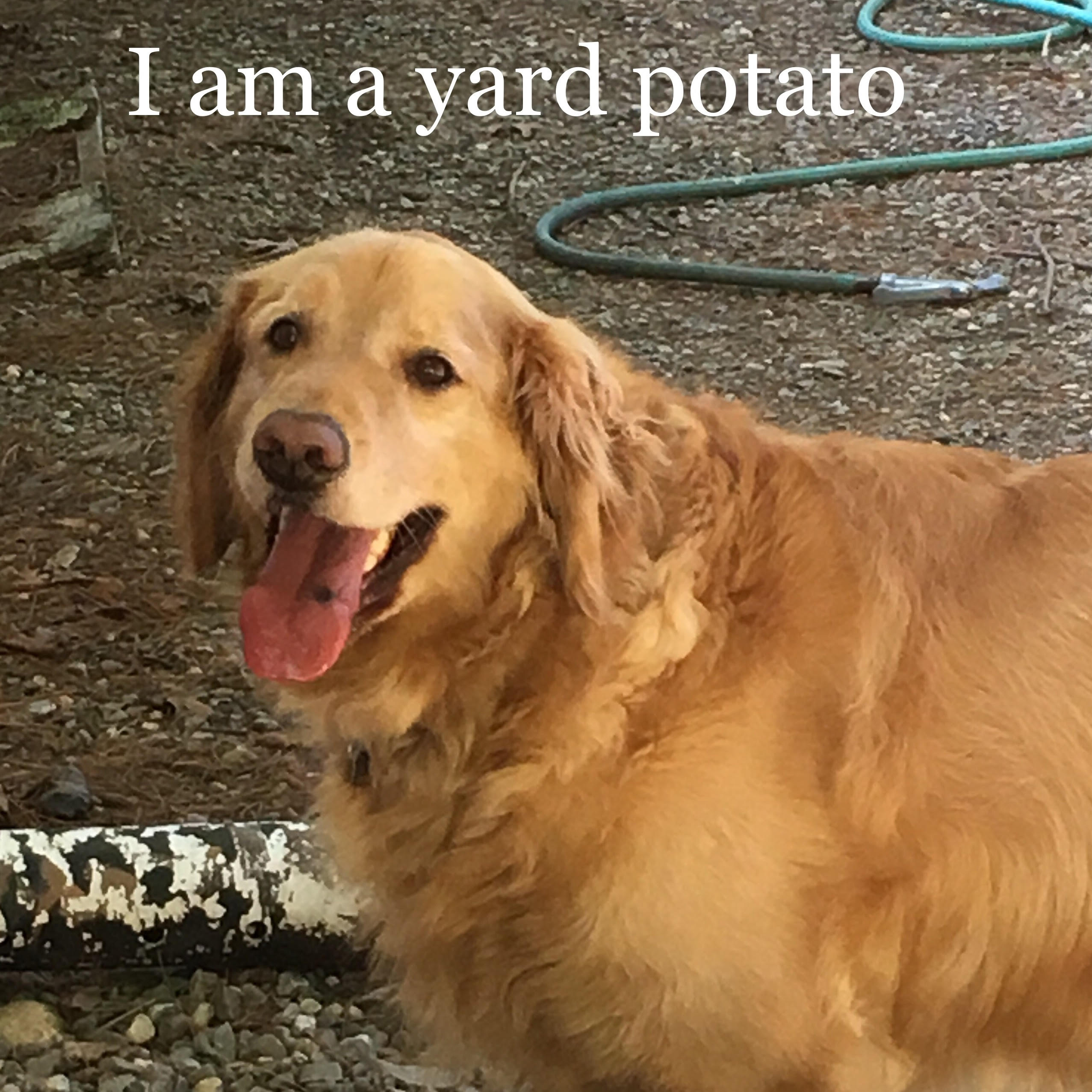 photo of golden retriever with caption "I am a yard potato"
