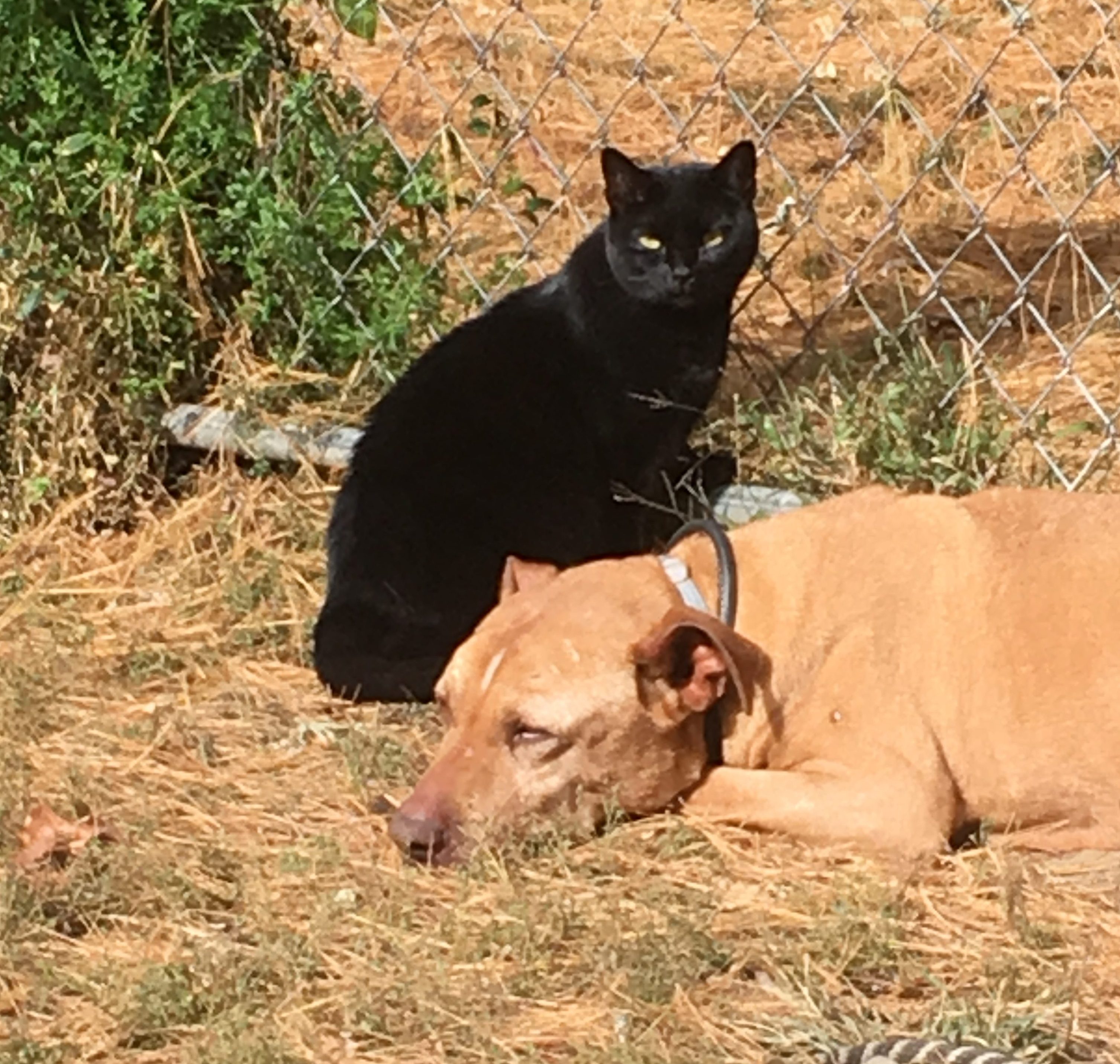 photo of black cat and dog
