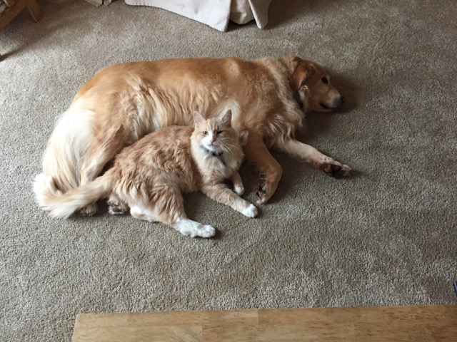 photo of cat and dog curled up together