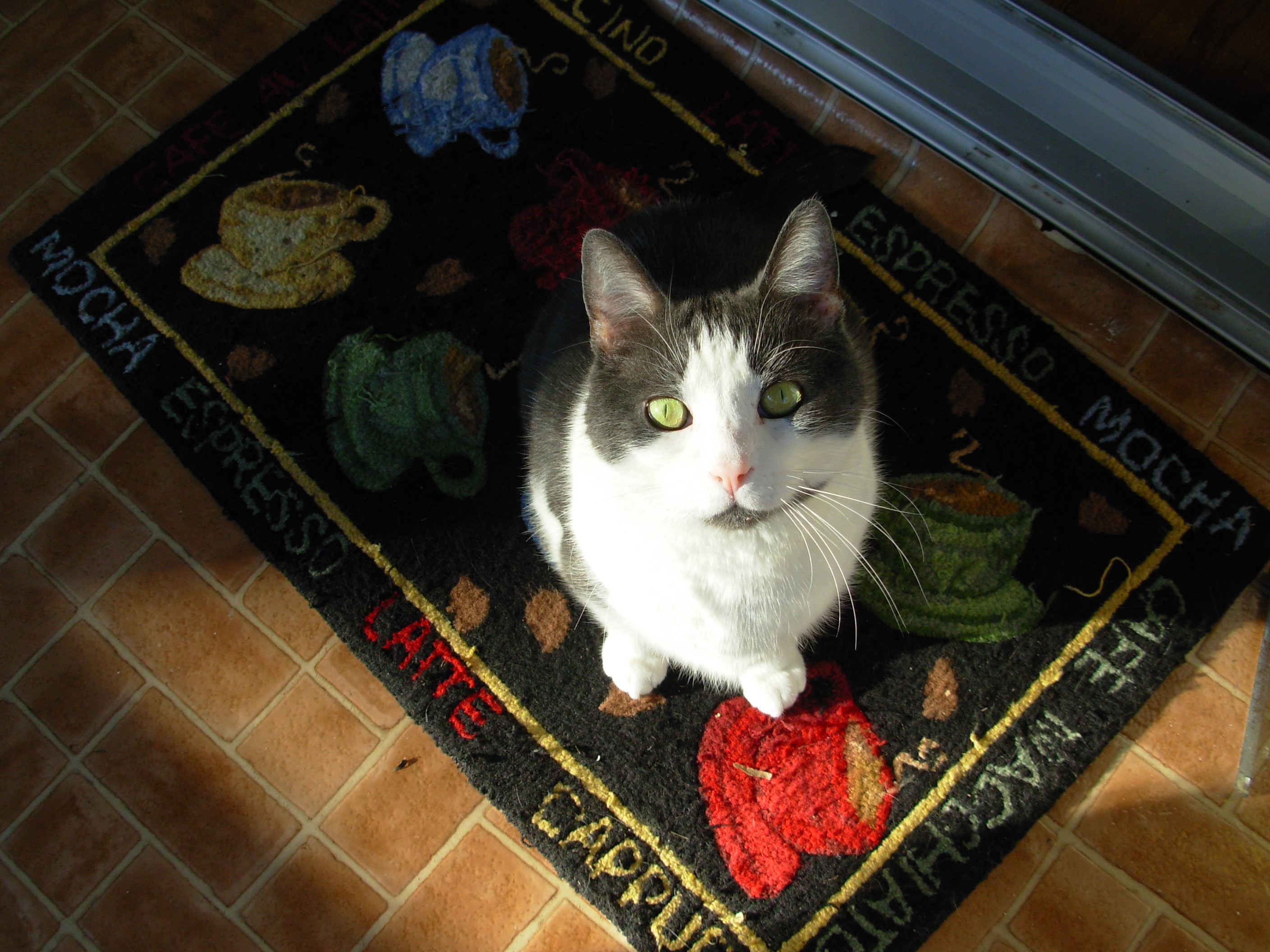 photo of cat with green eyes sitting on door mat